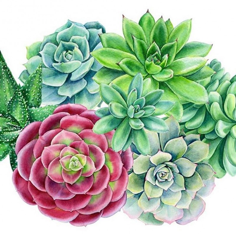 Succulent Plants - F...
