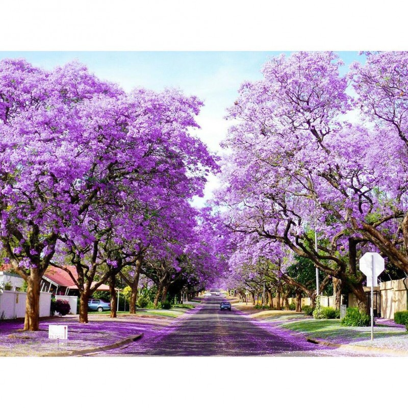 Bauhinia - Full Roun...