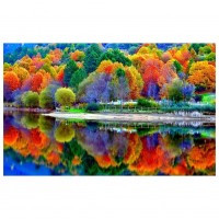 Colorful Forest - Full Ro...