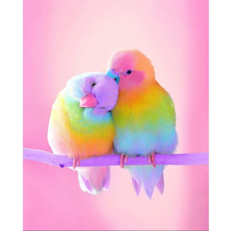 Pink Parrot - Full S...