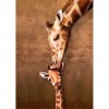 Kissing Giraffe-Full Round Diamond Painting