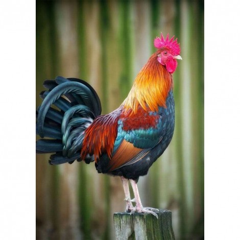 Rooster -Full Round Diamond Painting
