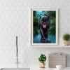 Black Bear-Full Round Diamond Painting