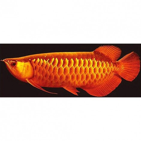 Fish - Full Round Diamond Painting(110x45cm)