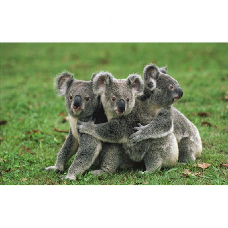 Koala  - Full Round ...