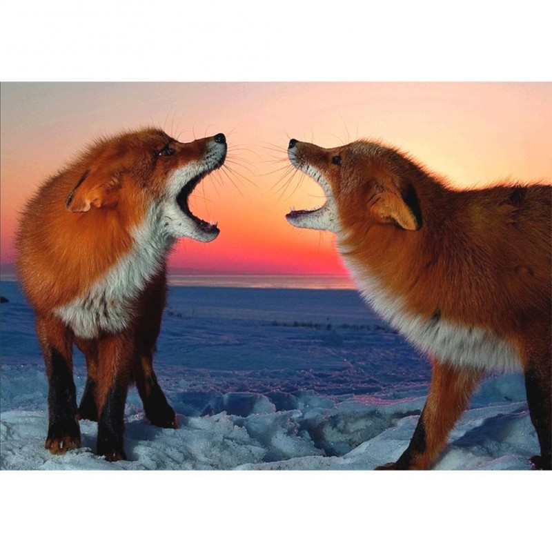 Two Foxes - Full Rou...