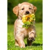 Dog - Full Round Diamond Painting