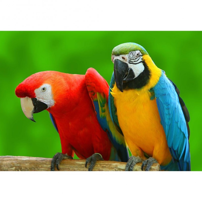 Parrot - Full Round ...