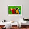 Parrot - Full Round Diamond Painting