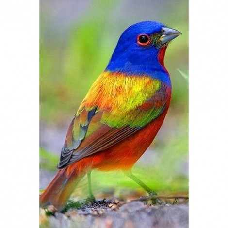 Bird - Full Round Diamond Painting
