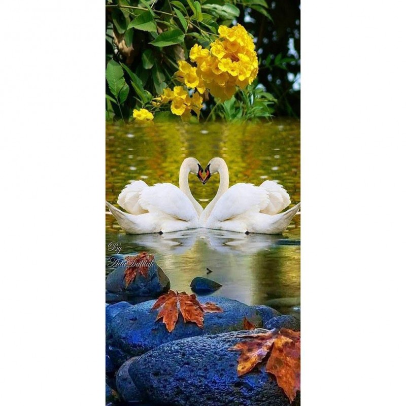 Swan Love - Full Rou...