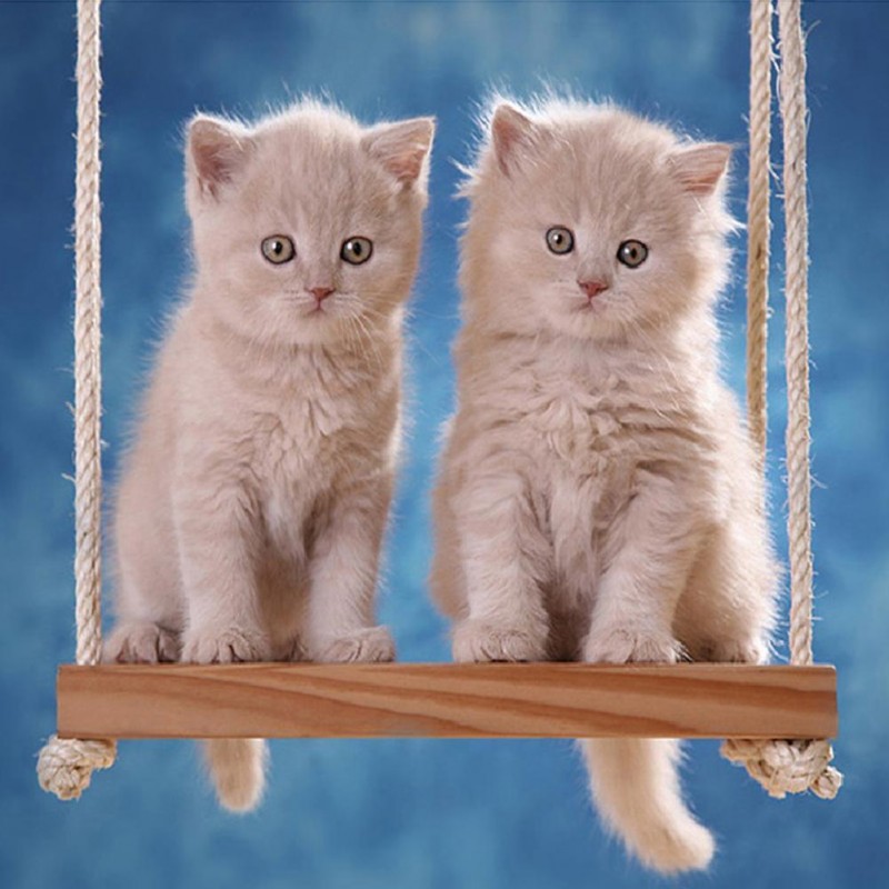 Cat - Full Round Dia...