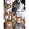 Cats Family - Full Round Diamond Painting