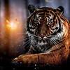 Tiger  - Full Round Diamond Painting