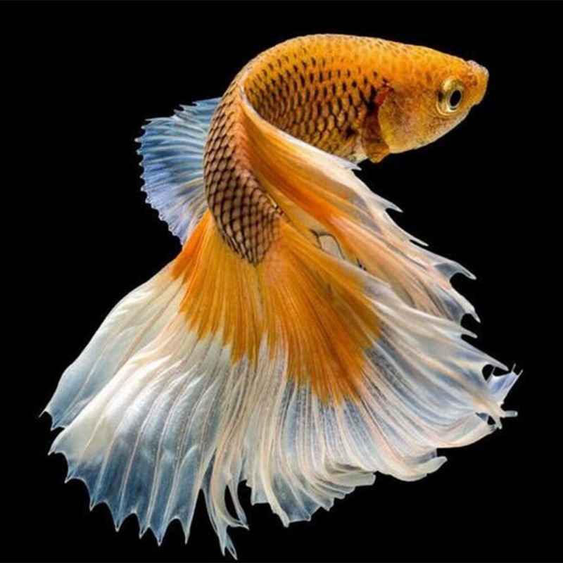 Golden Fish - Full R...