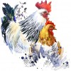 Rooster - Full Round Diamond Painting