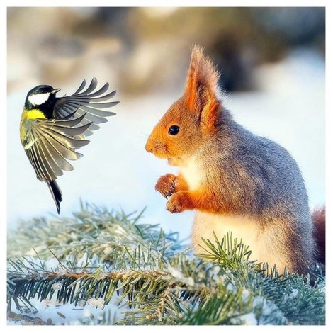 Bird And Squirrel - Full Round Diamond Painting(30*30CM)