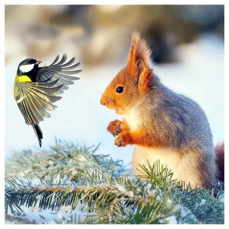 Bird And Squirrel - ...