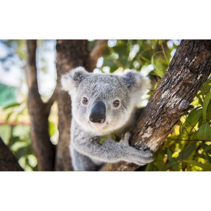 Koala - Full Round D...