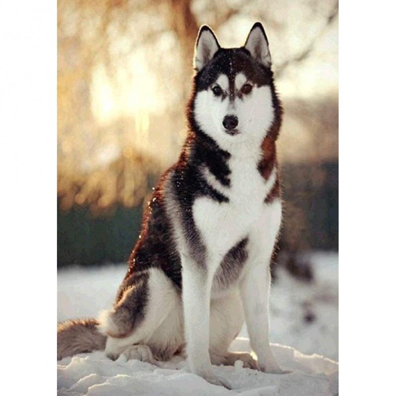 Sitting Wolf Dog - F...