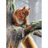 Squirrel - Full Round Diamond Painting