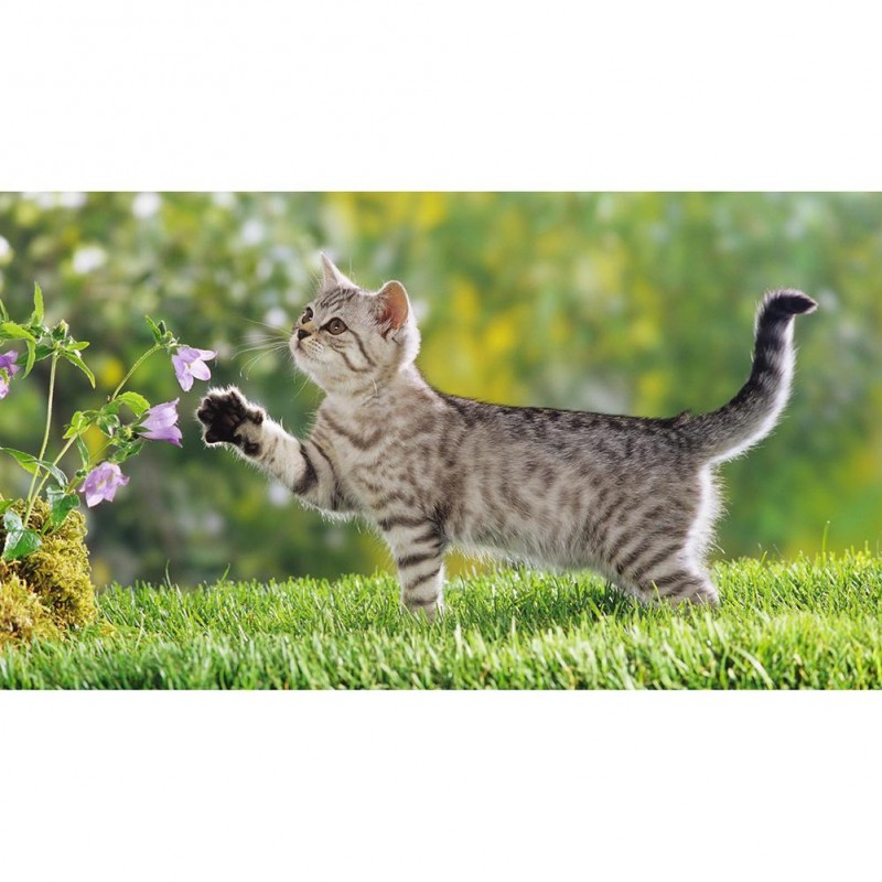 Play Cat - Full Roun...