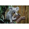 Koala - Full Round Diamond Painting