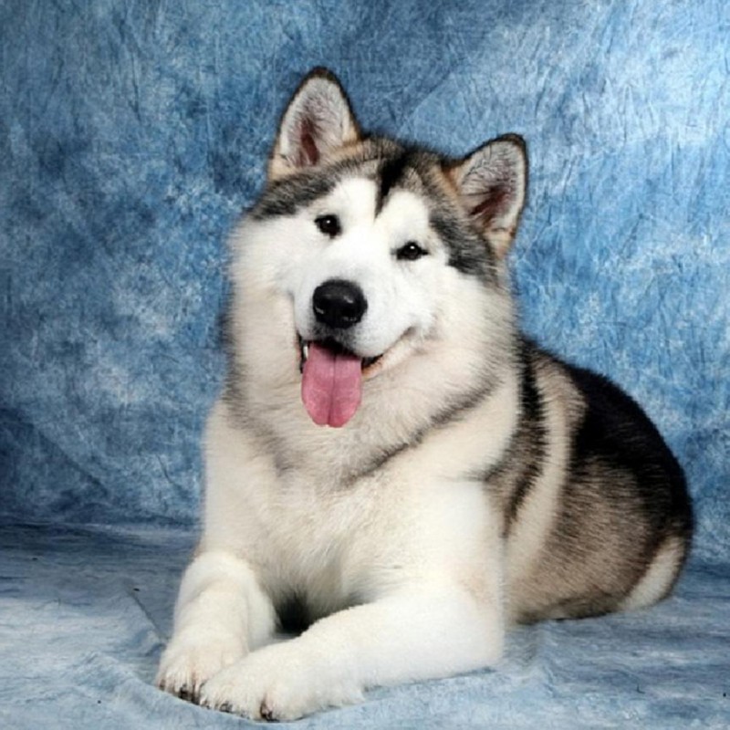 Dog - Full Round Dia...