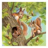Squirrel - Full Round Diamond Painting
