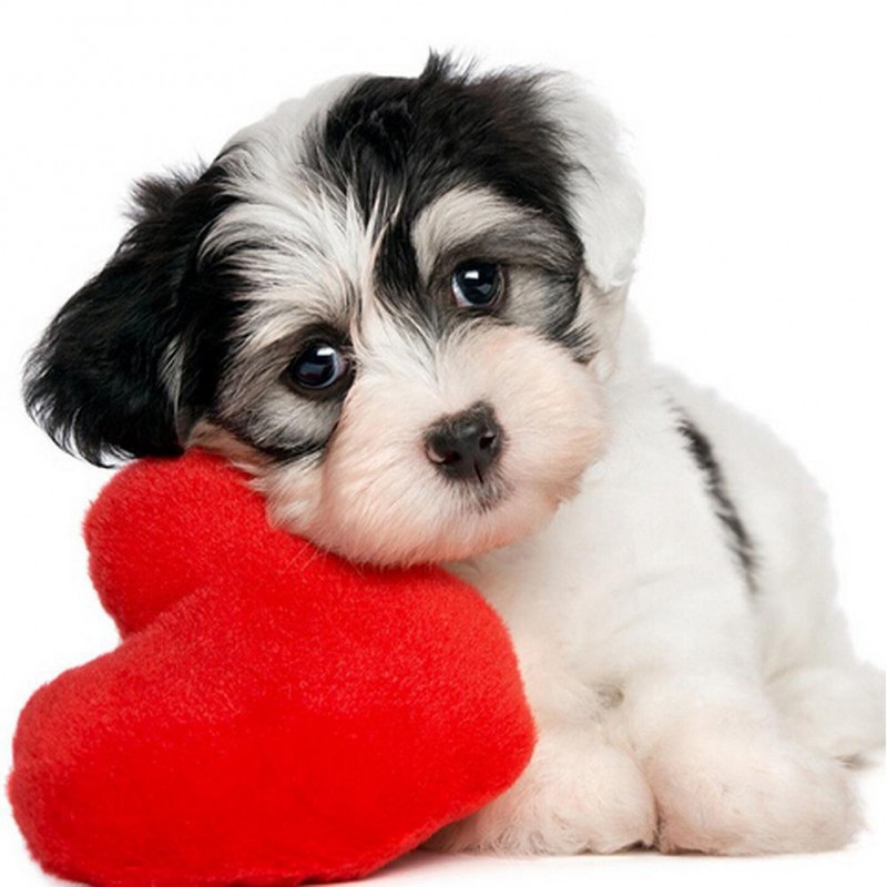 Cute Dog - Partial R...