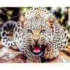Leopard- Full Round Diamond Painting