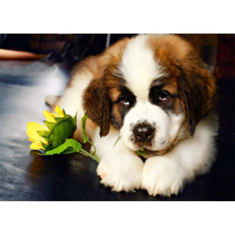 Dog - Full Round Dia...