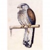 Falcon Bird - Full Round Diamond Painting