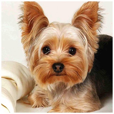 Dog - Full Round Diamond Painting