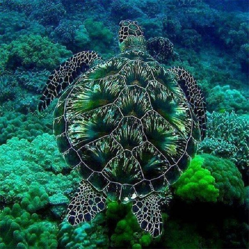 Sea Turtle - Full Ro...