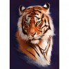 Tiger - Full Round Diamond Painting