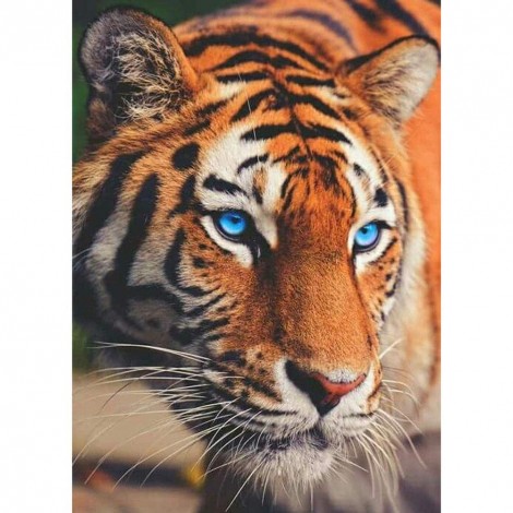 Tiger - Full Round Diamond Painting