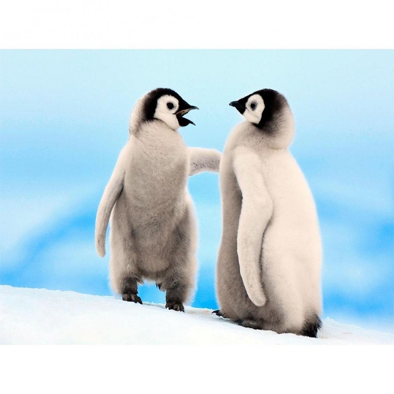 Penguin - Full Round...