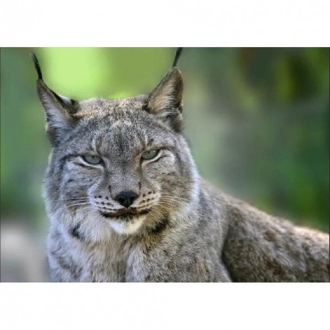 Lynx - Full Round Diamond Painting