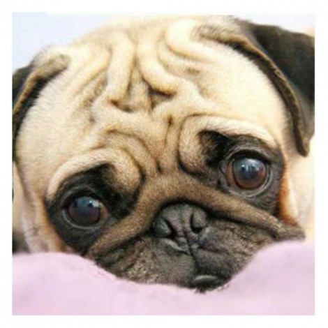 Cute Dog - Full Round Diamond Painting