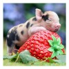 Cute Pig - Full Square Diamond Painting