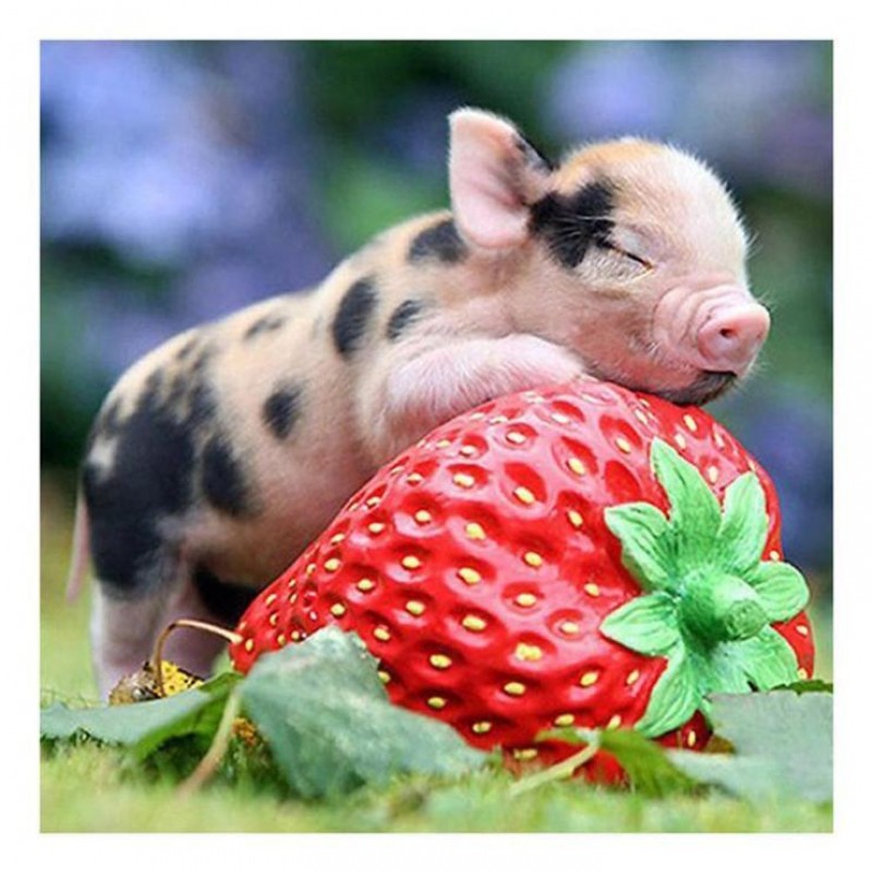 Cute Pig - Full Squa...