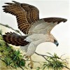 Eagle - Full Round Diamond Painting