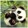 Cute Panda - Full Round Diamond Painting