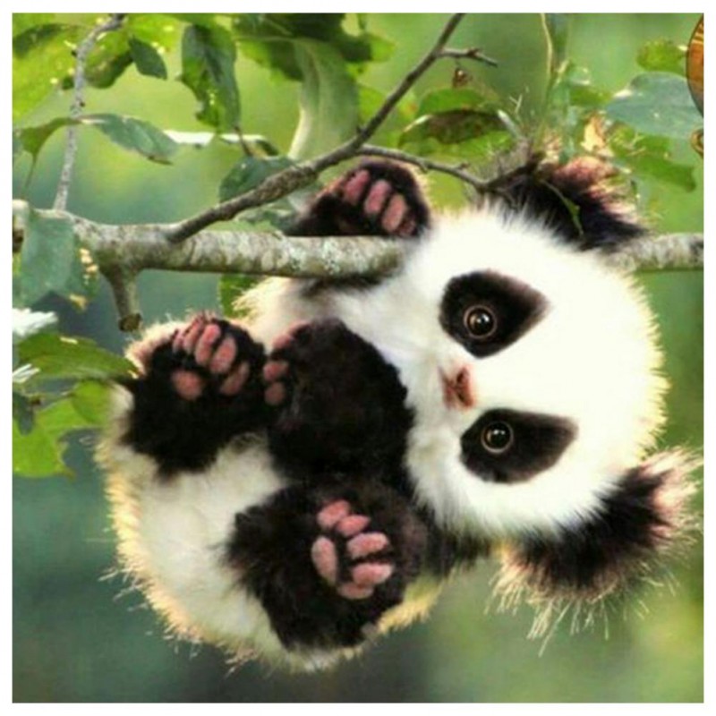 Cute Panda - Full Ro...