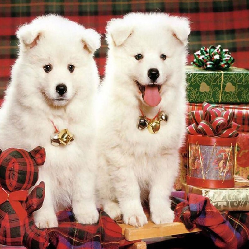 Dog - Full Round Dia...