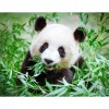 Panda - Full Round Diamond Painting(40*50cm)