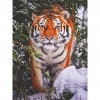 Tiger- Full Round Diamond Painting