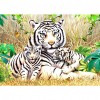 Tiger - Full Square Diamond Painting