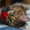 Cat Kiss Rose - Full Round Diamond Painting
